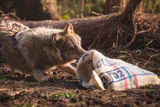 ZOO Wrocław - Wilk Miłek