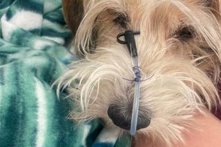 Zborowska i Wrona przekazali przerażające wieści. Podczas operacji Wiesi doszło do komplikacji. Zatrzymała się...