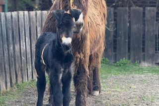 Nowy mieszkaniec zoo w Wojciechowie. To osiołek poitou