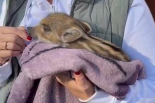 Poszli na grzyby znaleźli dzika.