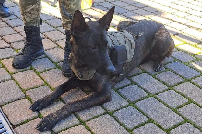 Specjalnie szkolone psy w Nowym Sączu pojadą na Ukrainę 