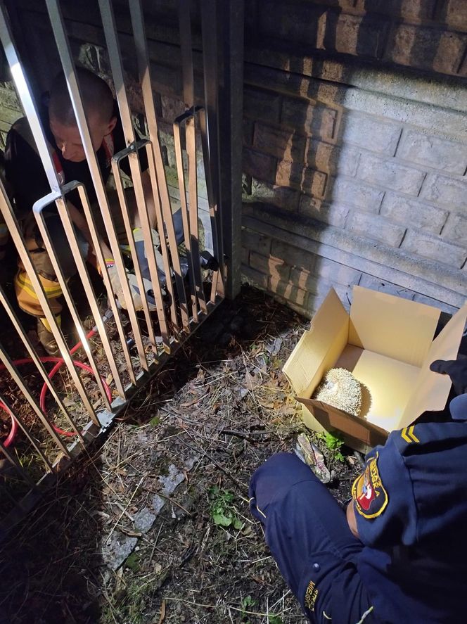 ​Nietypowa akcja strażników i strażaków z Leszna. Uratowali jeża uwięzionego w ogrodzeniu