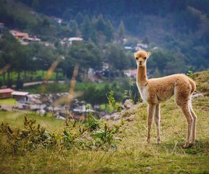 Peru