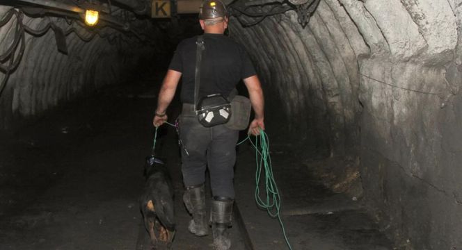 JSW: w kopalni Pniówek pierwsze szkolenie psów ratowniczych