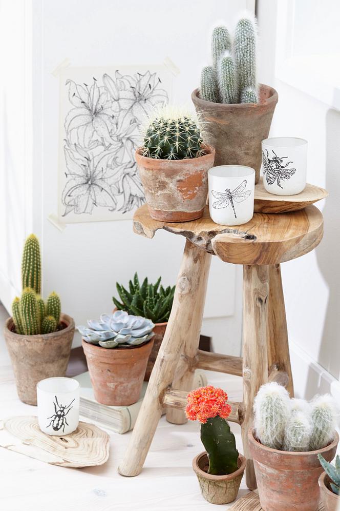 Kaktusy w domu: modne rośliny doniczkowe