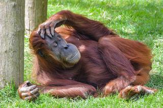 Orangutany z gdańskiego zoo walczą w słusznej sprawie [WIDEO NOWA TV 24 GODZINY]