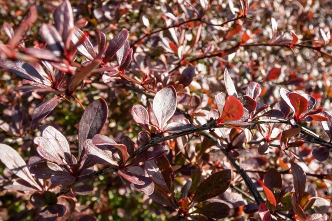 Berberys Thunberga Red Chief