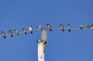 Dlaczego ptaków, które siedzą na liniach energatycznych nie kopie prąd? 