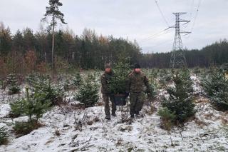 Choinka dla Kombatanta