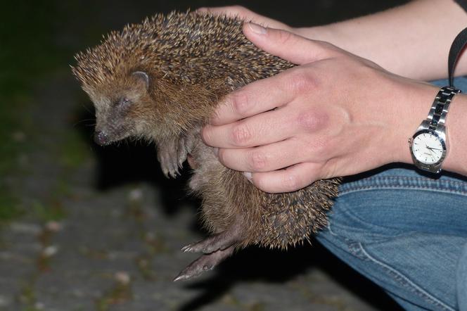 Plaga jeży w Warszawie