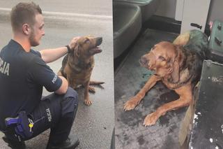 Śląskie: Piękny pies uciekał przed burzą. Znalazł schronienie w policyjnym radiowozie