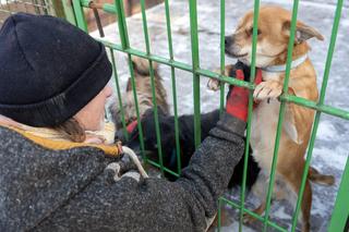 Bytomskie schronisko powraca z akcją Przezimuj staruszka. Poszukiwane są domy dla najstarszych psiaków 