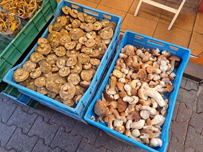 Ceny grzybów na Nowym i Starym Kleparzu w Krakowie