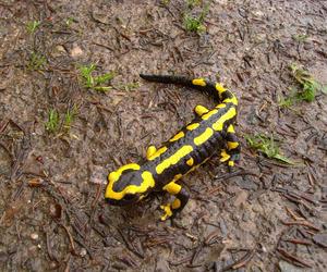 Salamandra plamista