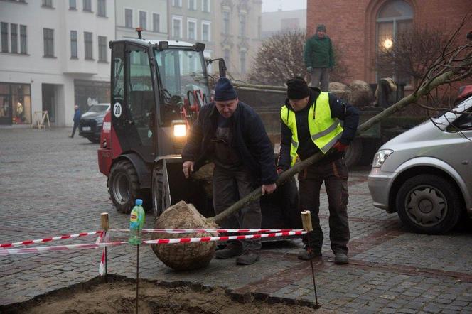 Sadzą drzewa na Rynku Nowomiejskim w Toruniu