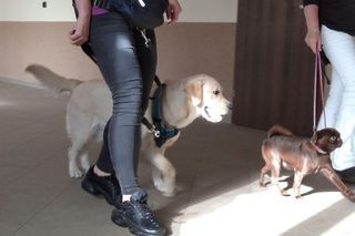 Labi „pracuje” w bydgoskiej straży miejskiej od prawie roku