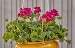 Wiszące pelargonie