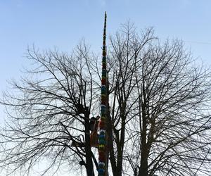  Konkurs na najpiękniejszą palmę wielkanocną w Lipnicy Murowanej