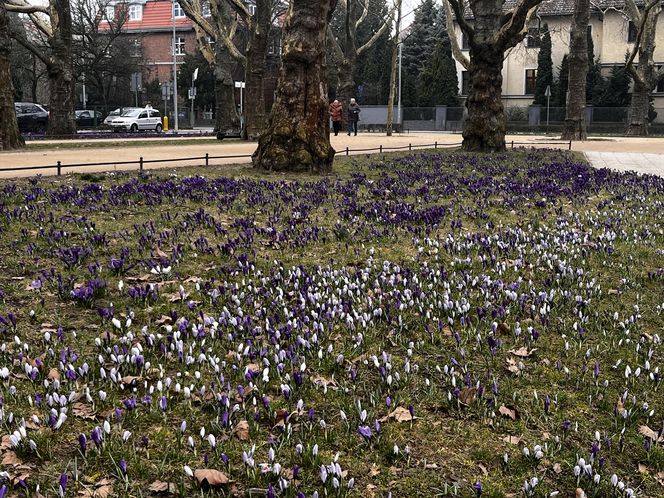 Krokusy w Szczecinie 