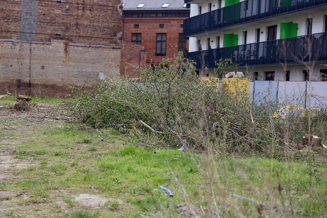 Deweloper nielegalnie wyciął dwa drzewa w Warszawie. Mieszkańcy oburzeni. „Będziemy reagować”