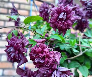 Clematis 'Purpurea Plena Elegans'
