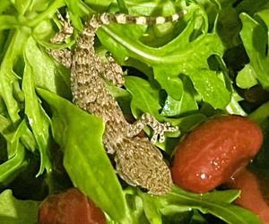 Egzotyczny przybysz trafił pod opiekę lubelskiego schroniska