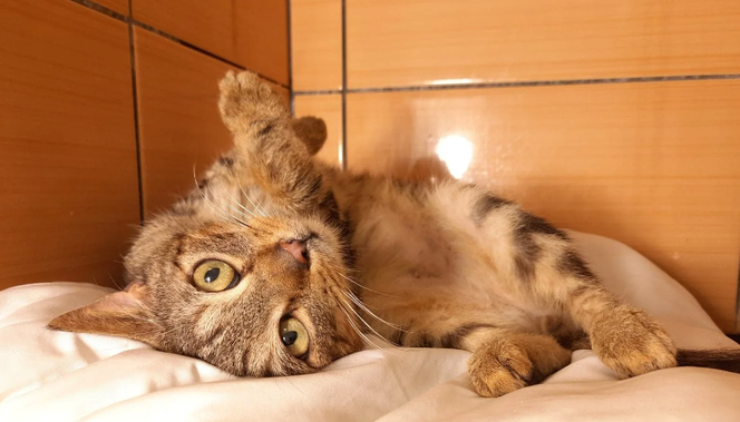 Kot do adopcji w zielonogórskim schronisku