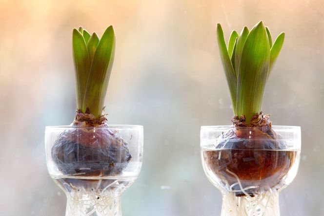 Pędzenie hiacyntów