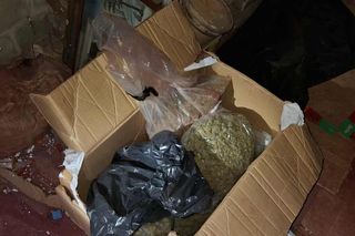 Prawie 40 kilogramów narkotyków i dwie duże plantacje. Dwaj zatrzymani w Starachowicach i gminie Brody