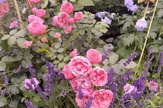 Pięć byliny zimujących w gruncie. Nie wymagają specjalnej pielęgnacji i pięknie zdobią ogród! Wideo #MuratorOgroduje!