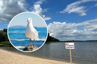 Ptasia grypa w Szczecinie! Znaleziono martwe mewy w jeziorze Dąbie