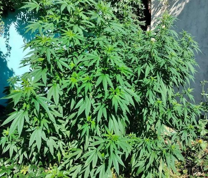 Areszt za uprawę marihuany. 