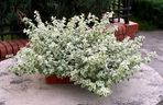 Kocanka włochata 'Rondello'