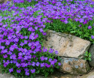 Żagwin ogrodowy - Aubrieta × cultorum (syn. Aubrieta × hybrida)