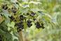 Czarna porzeczka  - wszystko o uprawie czarnej porzeczki w ogrodzie