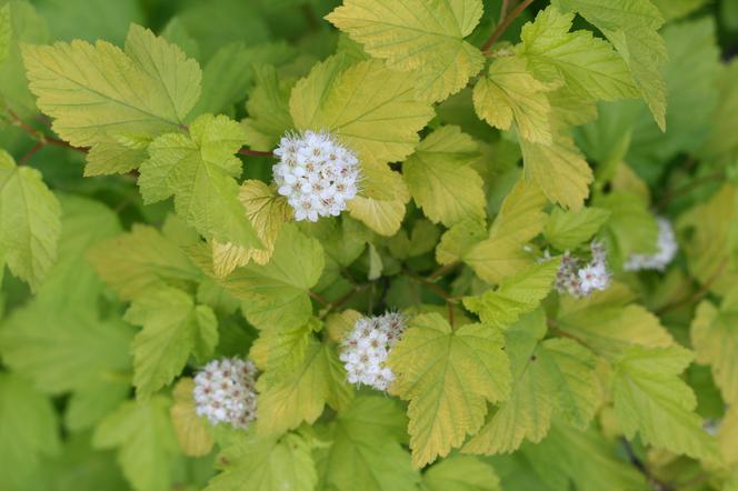 Pęcherznica kalinolistna 'Luteus' - Physocarpus opulifolius 'Luteus'