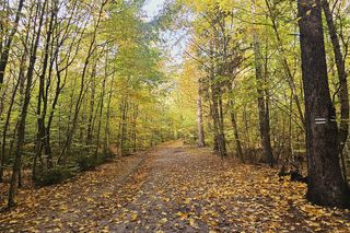 To najpopularniejsze miejsce na spacery w Olsztynie. Zobacz Las Miejski w jesiennych barwach [ZDJĘCIA]