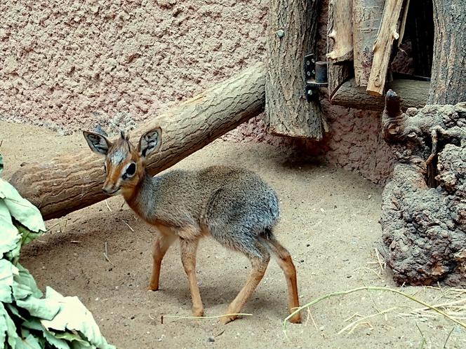 We wrocławskim zoo urodził się mały dikdik