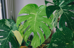 monstera