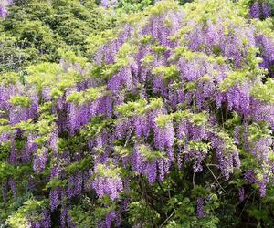 Wisteria