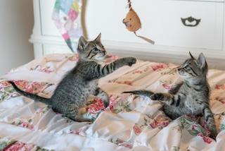 Koty zarażają się koronawirusem, bo śpią w łóżku z ludźmi. ZASKAKUJĄCE ustalenia naukowców