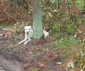 Ktoś przywiązał psa do drzewa i zostawił w bydgoskim lesie. „Sądząc po śladach, zwierzę bardzo długo walczyło”