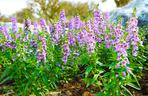 Angelonia