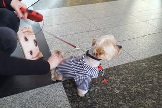 Miss i mister yorków w SCC