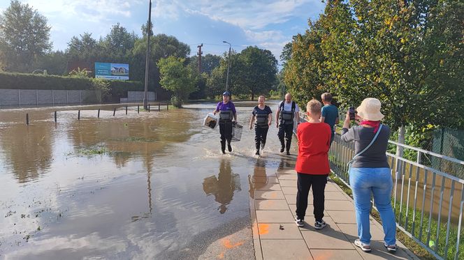 Stabłowice. Tak ratowali gołębie z działek