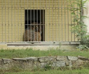 Tygrys rozszarpał swojego opiekuna. Wstrząsające okoliczności koszmaru w zoo 