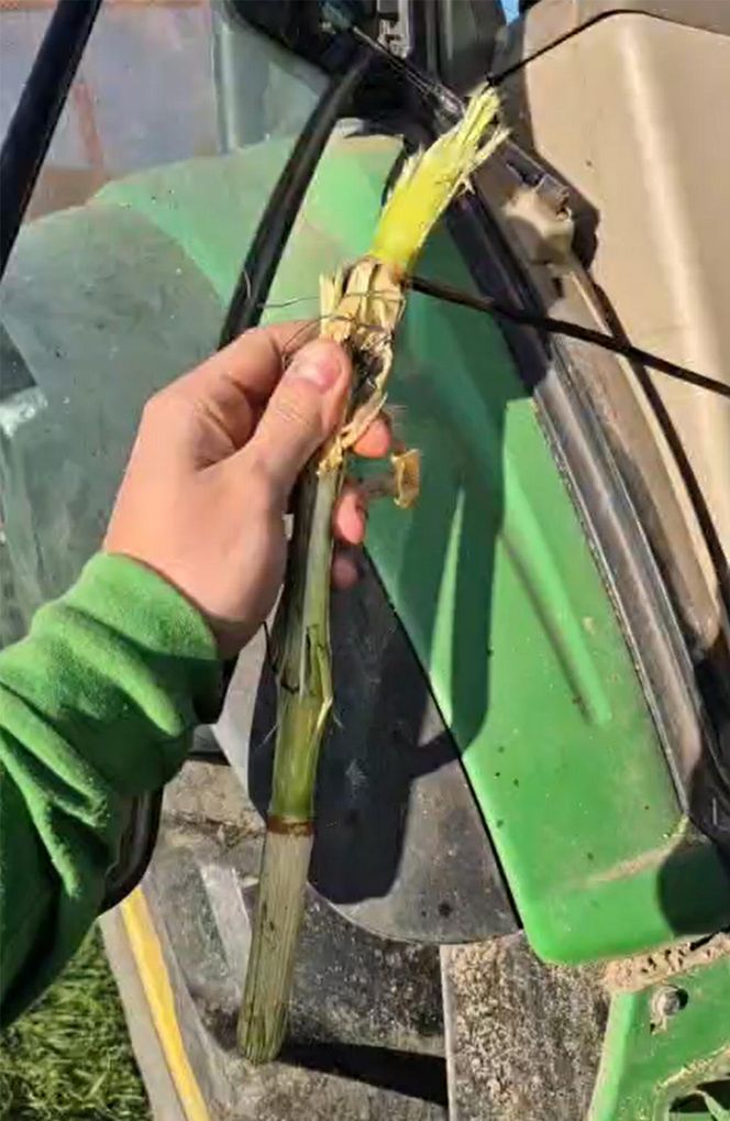 "To byłoby jak przy wybuchu granatu!". Mordercza pułapka w polu kukurydzy. Dramat rolników
