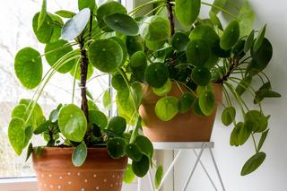 Pilea peperomioides, czyli kwiat pieniążek