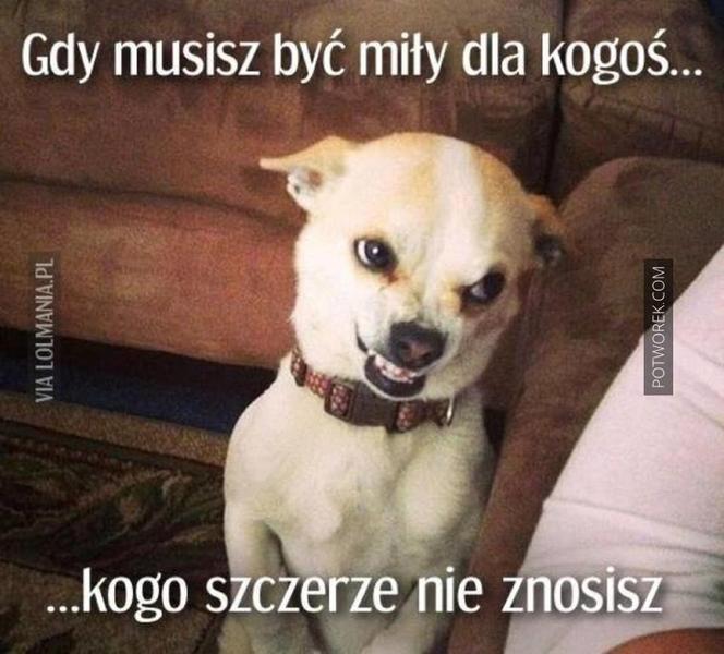 Chcesz poprawić sobie humor? Te memy ze zwierzętami rozbawią cię do łez!