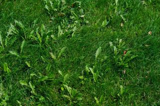 Jak się pozbyć chwastów i mchu z trawnika
